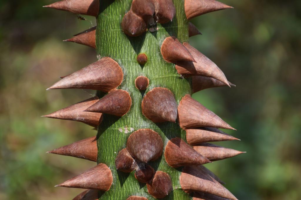 Finca San Rafael - Cafe Y Cacao Мінка Екстер'єр фото