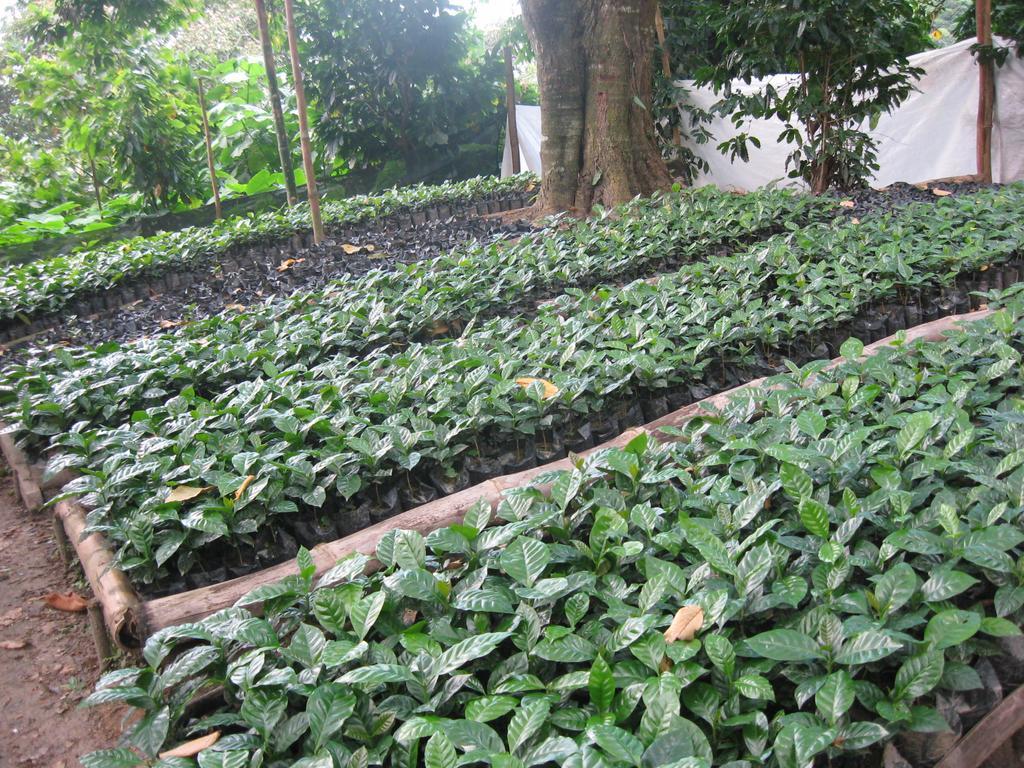 Finca San Rafael - Cafe Y Cacao Мінка Екстер'єр фото