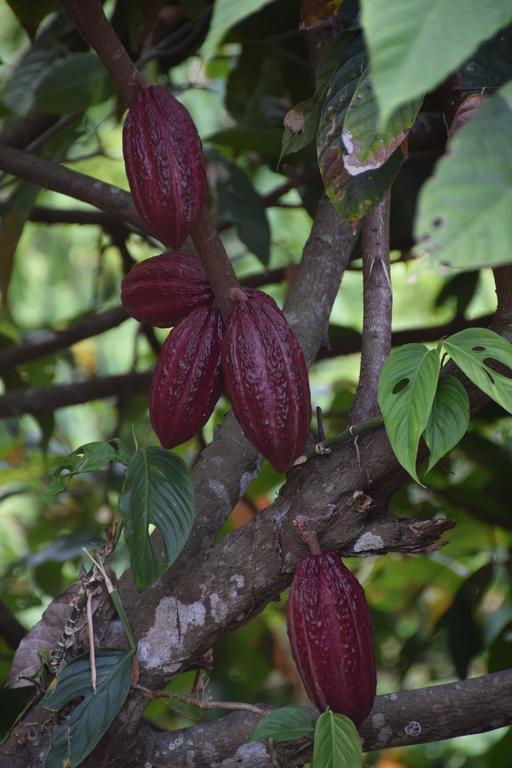 Finca San Rafael - Cafe Y Cacao Мінка Екстер'єр фото