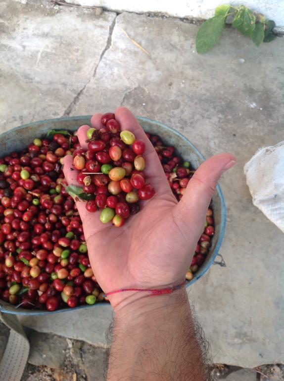Finca San Rafael - Cafe Y Cacao Мінка Екстер'єр фото
